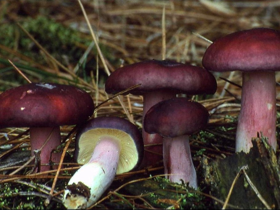 Сыроежка зелёная (Russula aeruginea).
