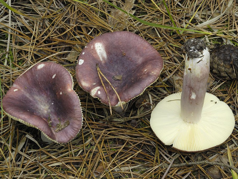 Сыроежка остроедкая Russula Sardonia