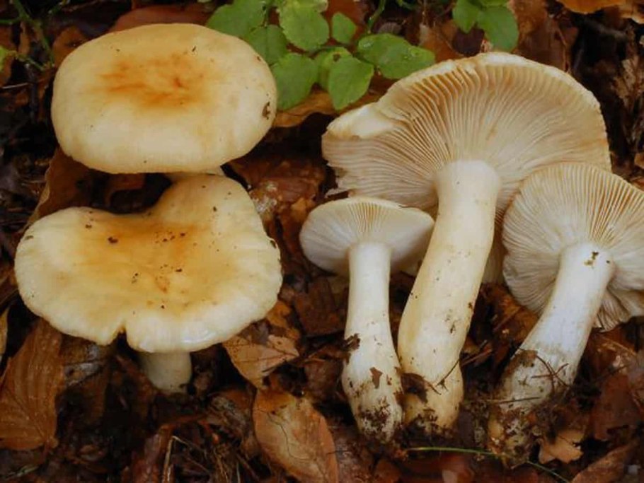 Russula fellea