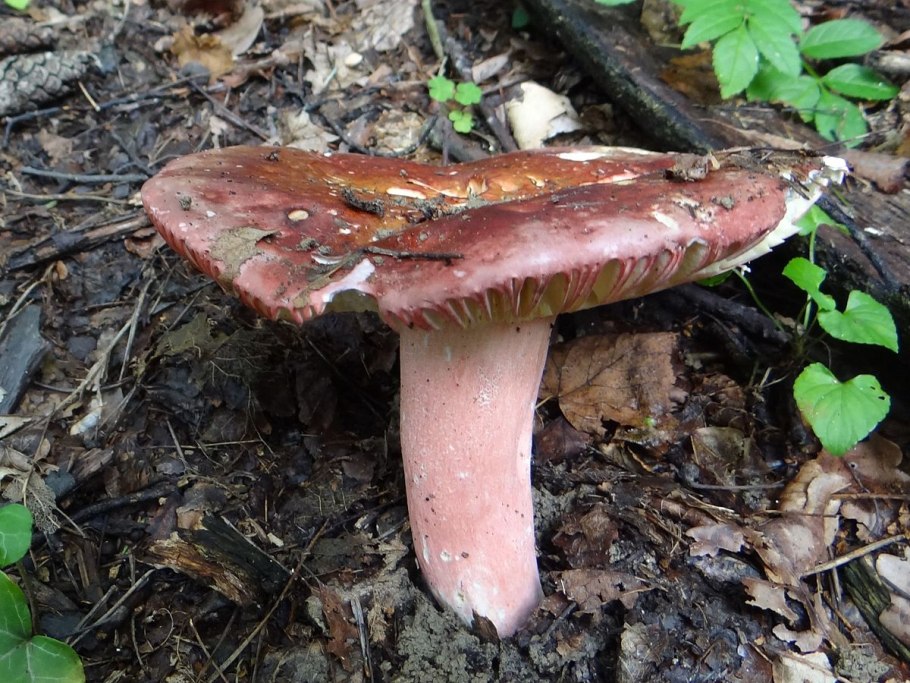 Сыроежка зелёная (Russula aeruginea).