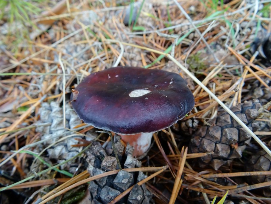 Сыроежка сардониксовая Russula Sardonia