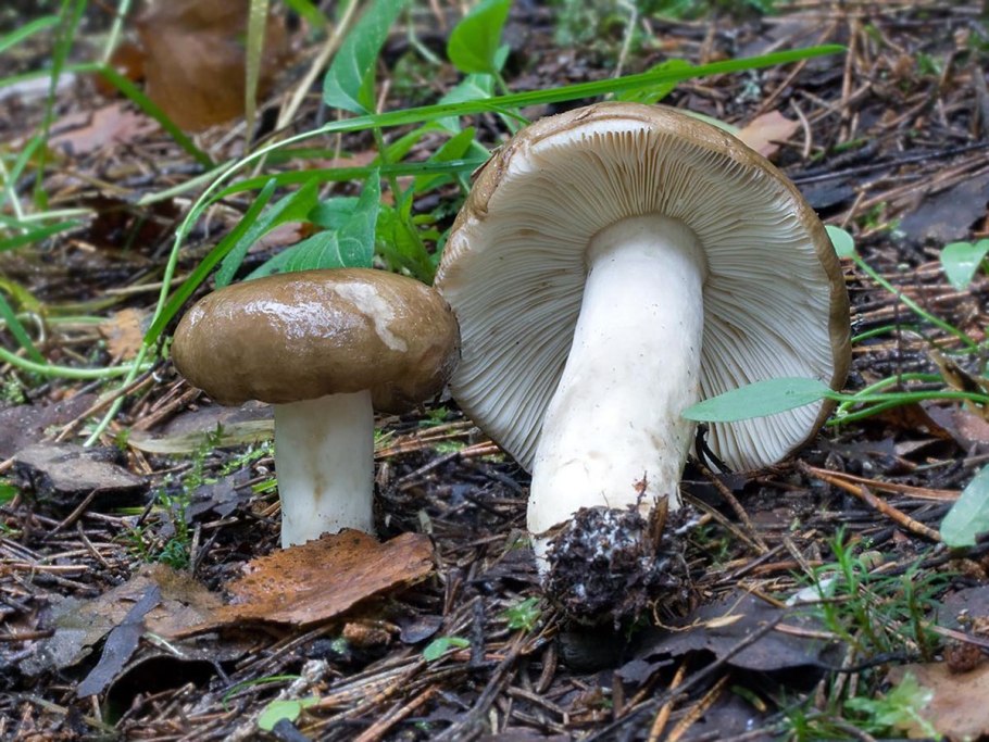 Сыроежка сардониксовая Russula Sardonia
