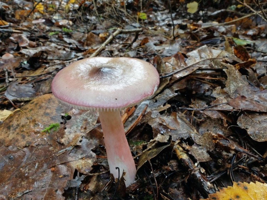 Сыроежка сардониксовая Russula Sardonia