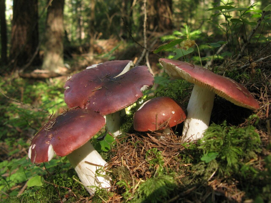 Подгруздок чёрный Russula adusta.