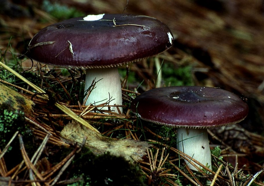 Подгруздок чёрный Russula adusta.