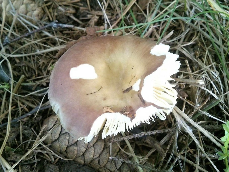 Сыроежка съедобный гриб