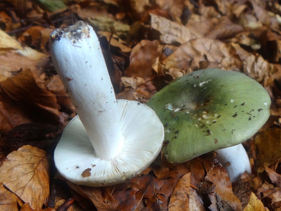 Сыроежка цельная, или замечательная (Rússula Íntegra)