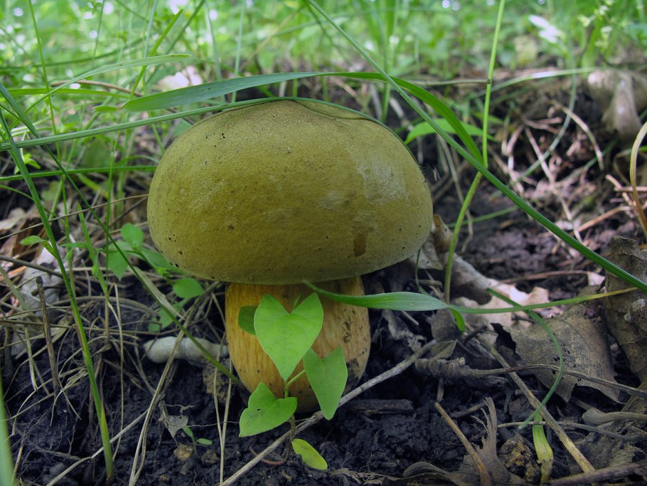 Боровик полубелый