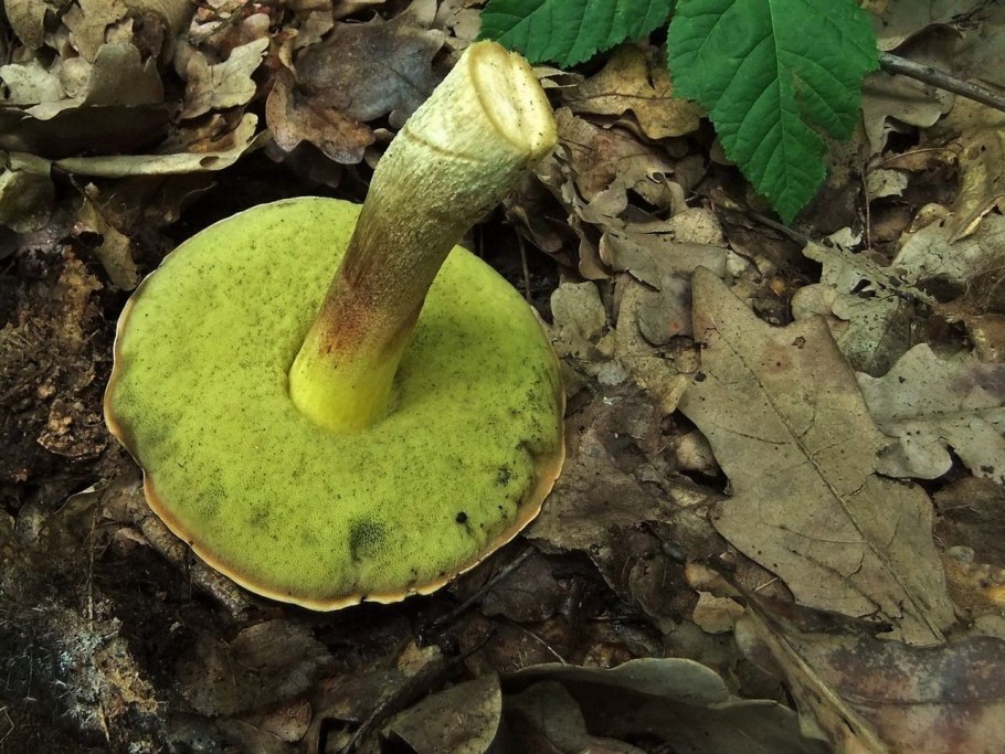 Hemileccinum impolitum