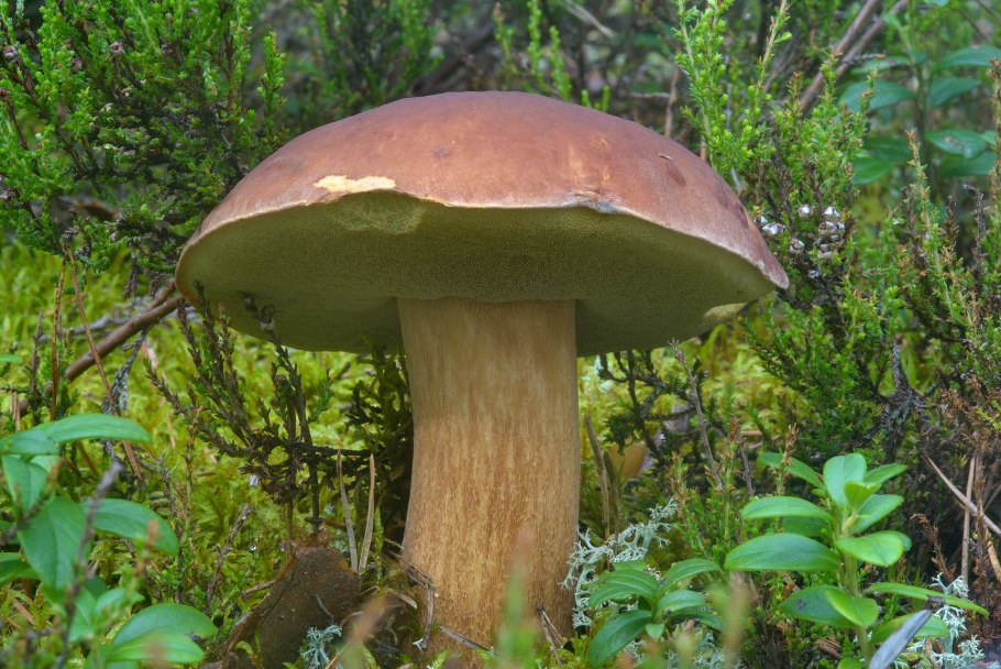 Полубелый гриб