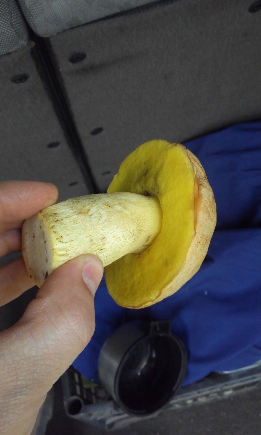 Боровик жёлтый полубелый гриб