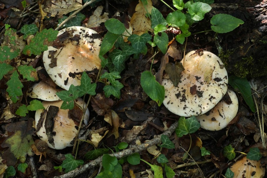 Полубелый гриб срез