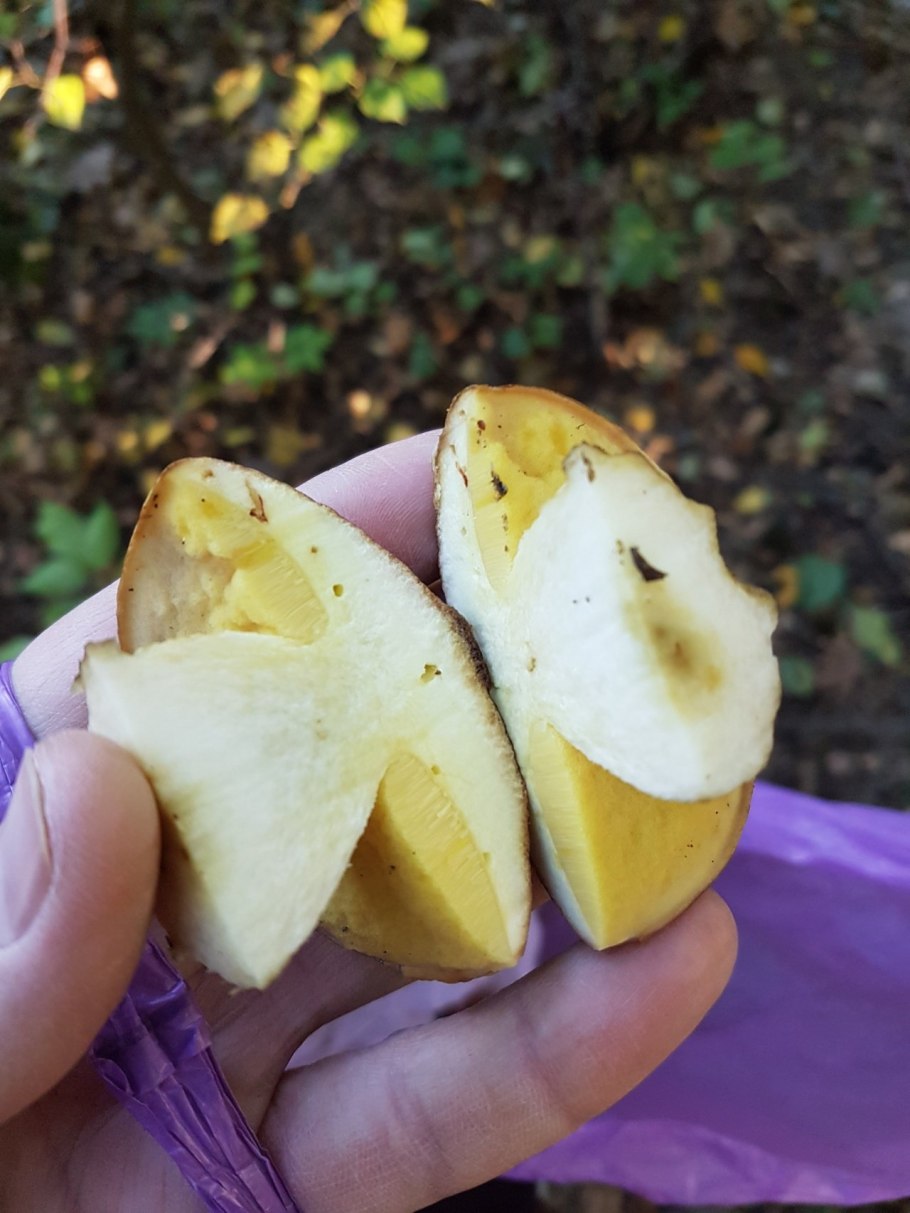 Полубелый гриб Boletus impolitus
