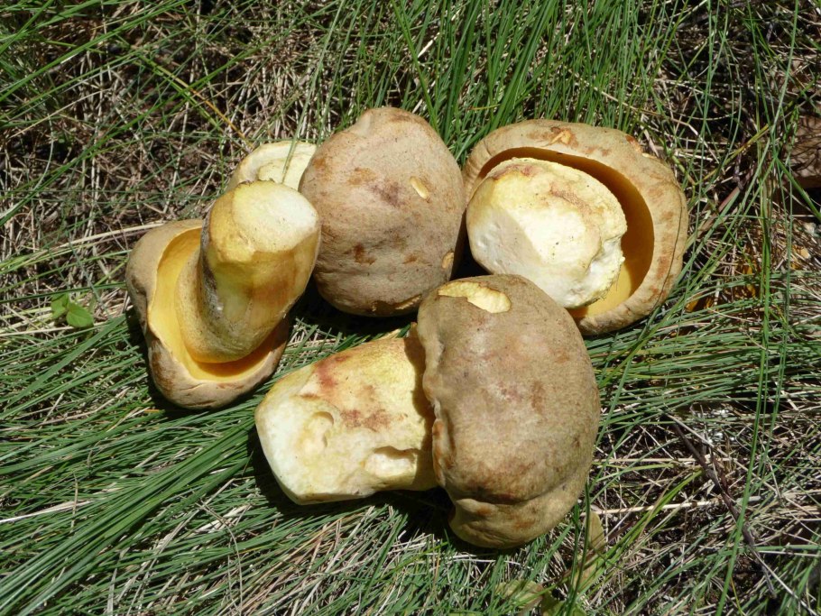 Боровик жёлтый boletus junquilleus
