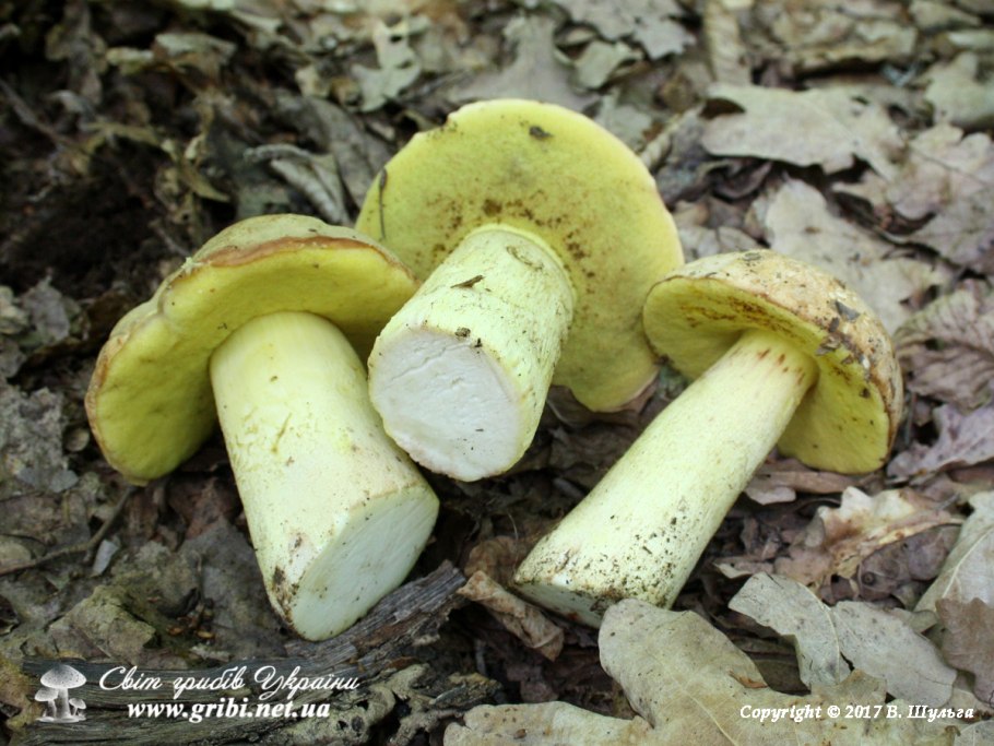 Полубелый гриб лимонник
