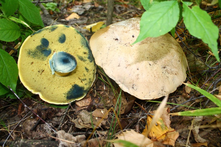 Гриб желтожебрик ложный