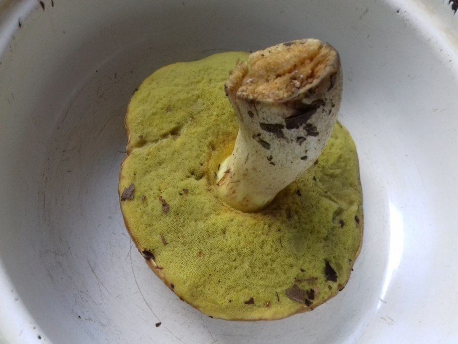 Полубелый гриб приготовление