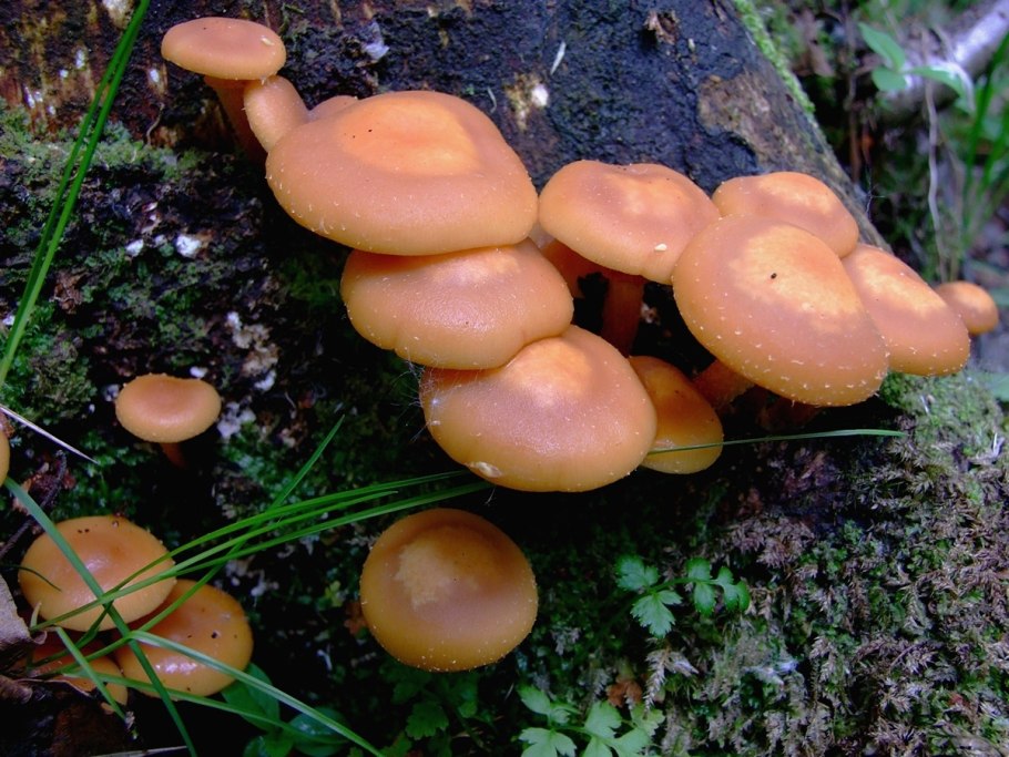 Опенок летний (kuehnerоmyces mutаbilis).