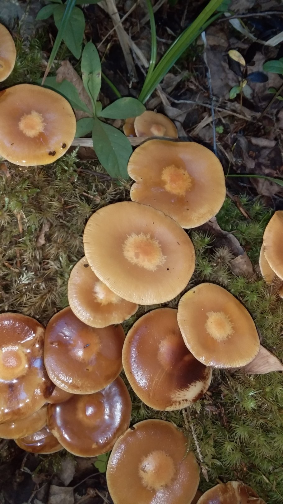 Летний опенок Kuehneromyces mutabilis