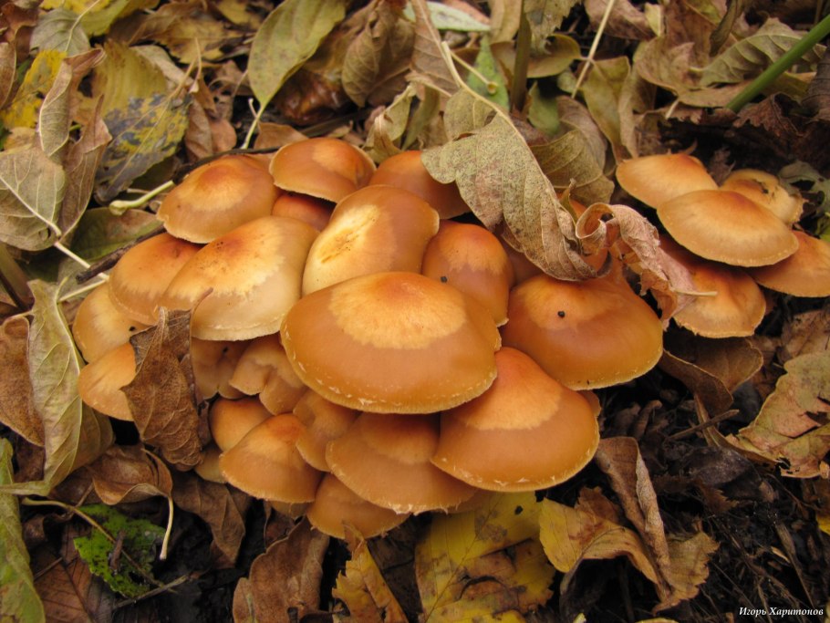 Летние опята говорушки