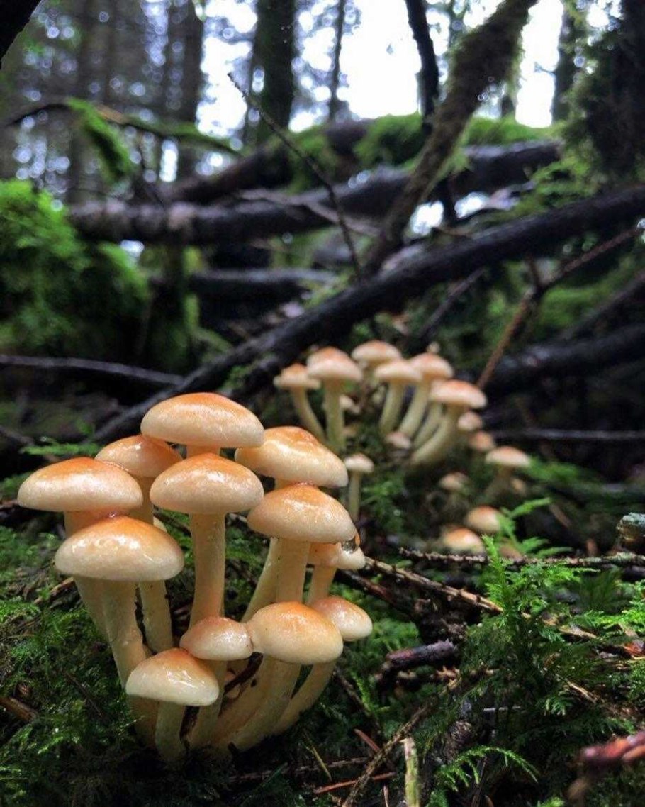 Ложноопёнок Серна жёлтый