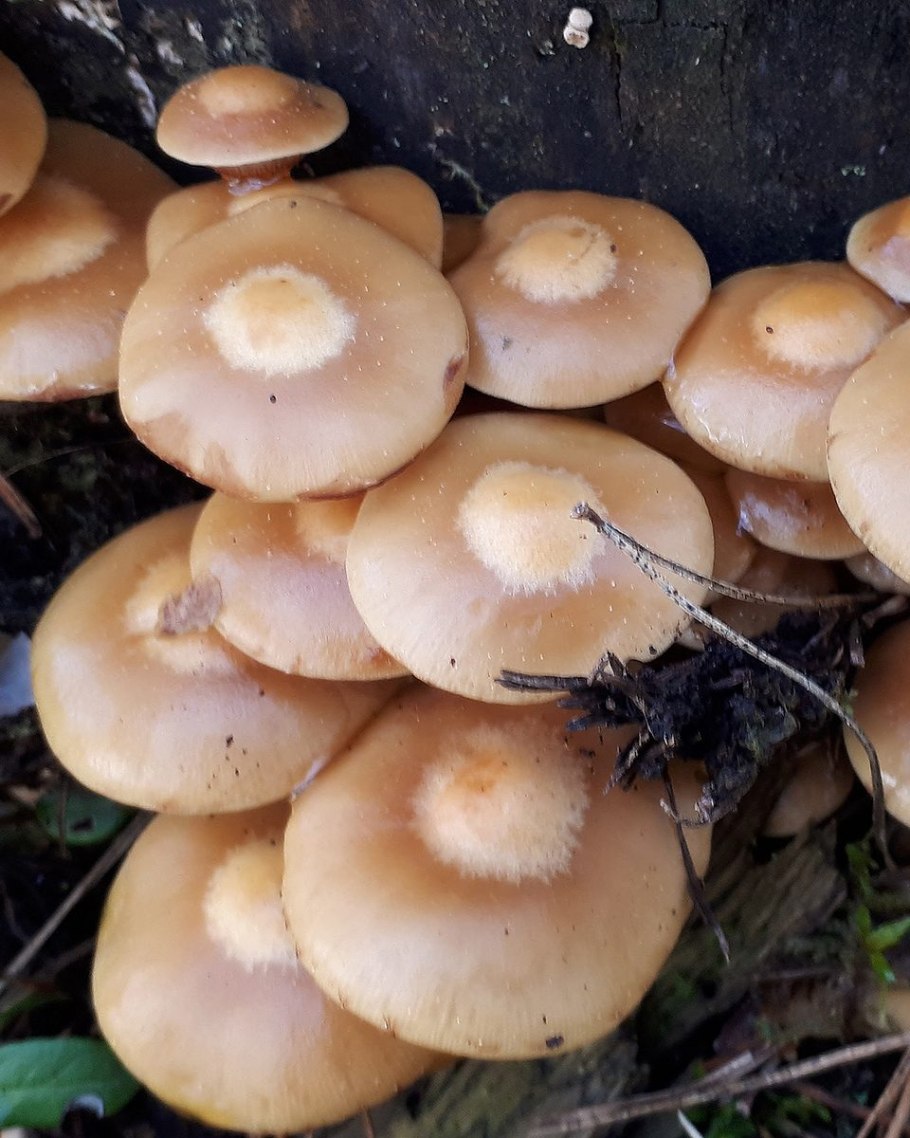 Летний опенок Kuehneromyces mutabilis