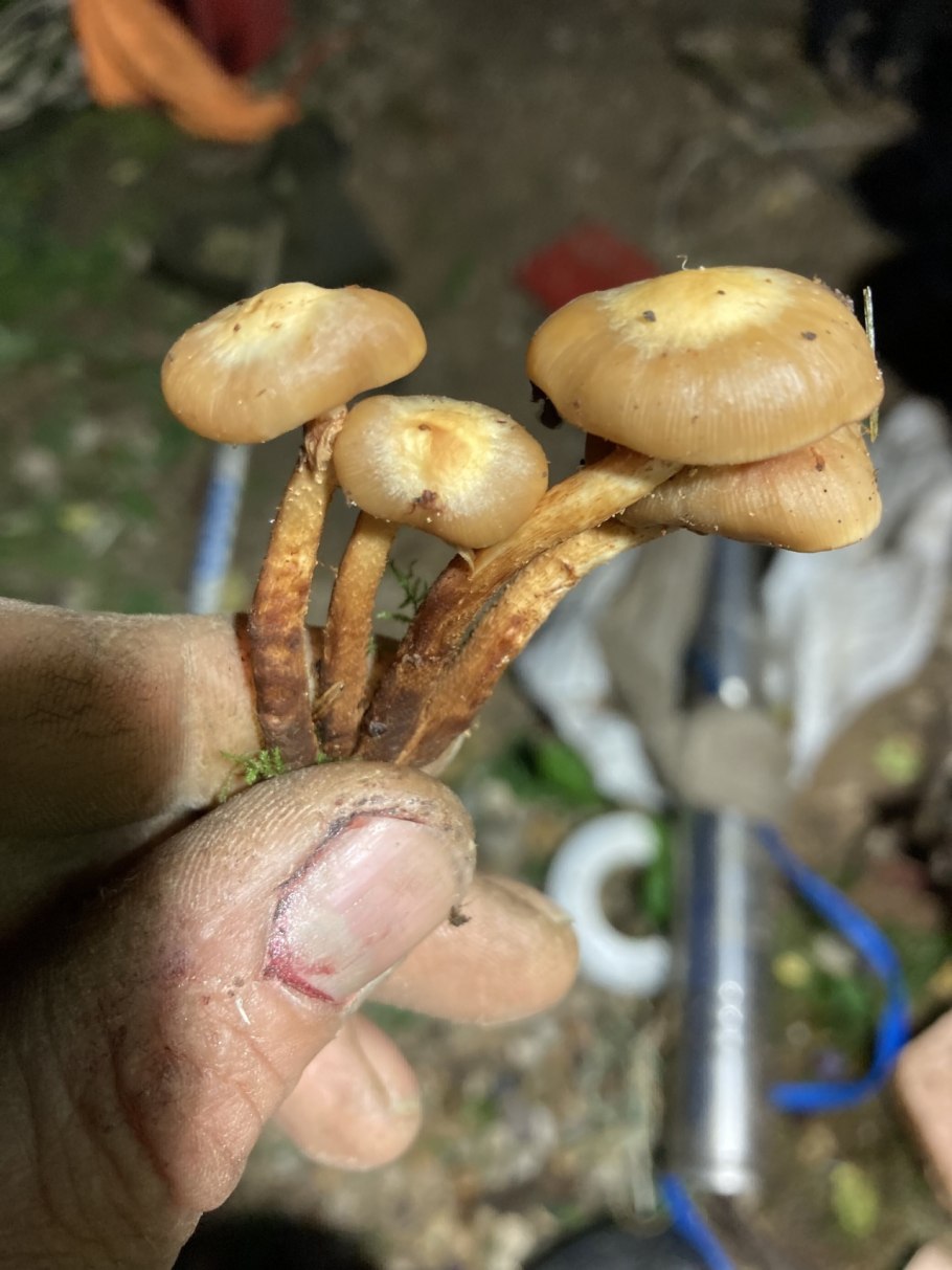 Гриб по фото