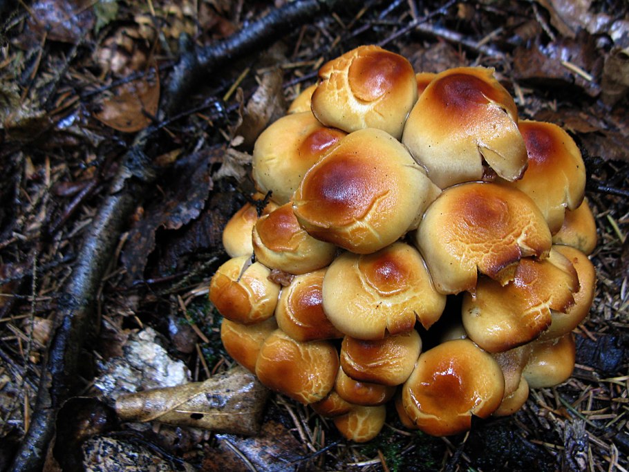 Опенок летний (kuehnerоmyces mutаbilis).