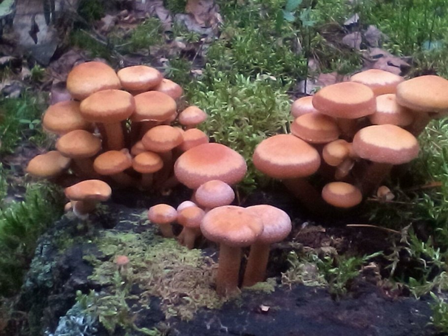 Опёнок летний медовый