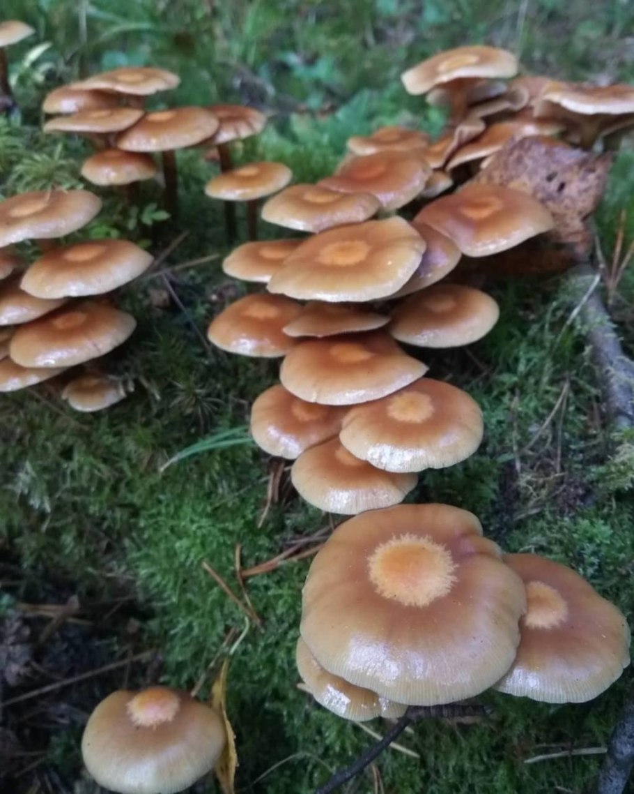 Опята летние ложные