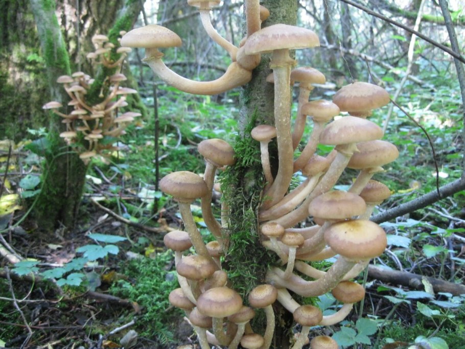 Опенок осенний (Armillaria mellea; Armillaria Borealis