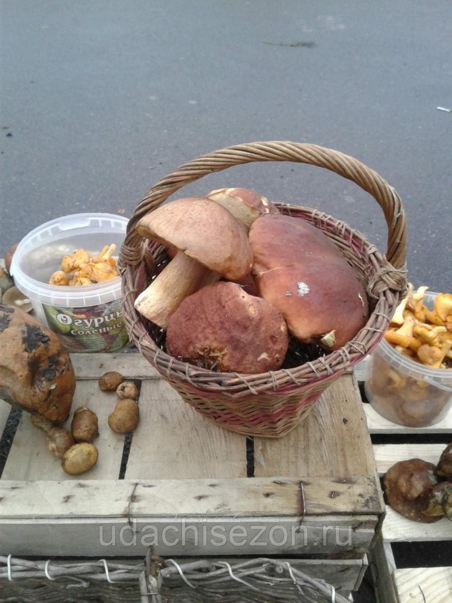 Шампиньоны вёшенки опята