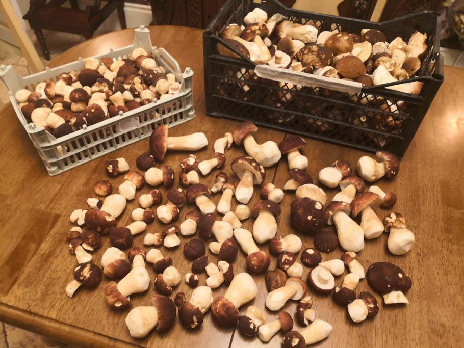 Boletus marginatus (portentosus),