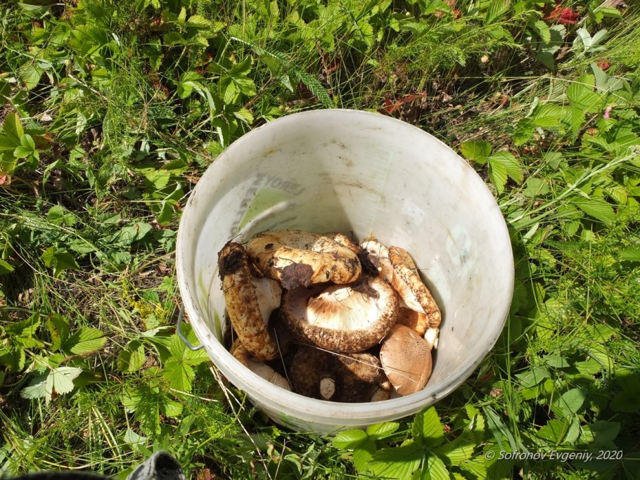 Деревня грибны