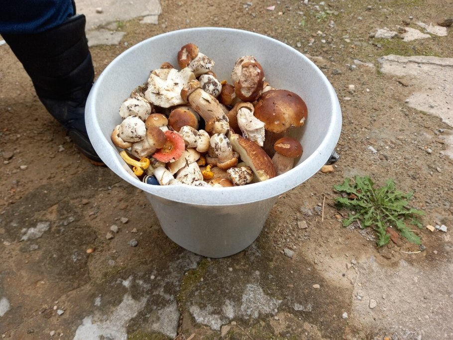 Запасной продукт грибов