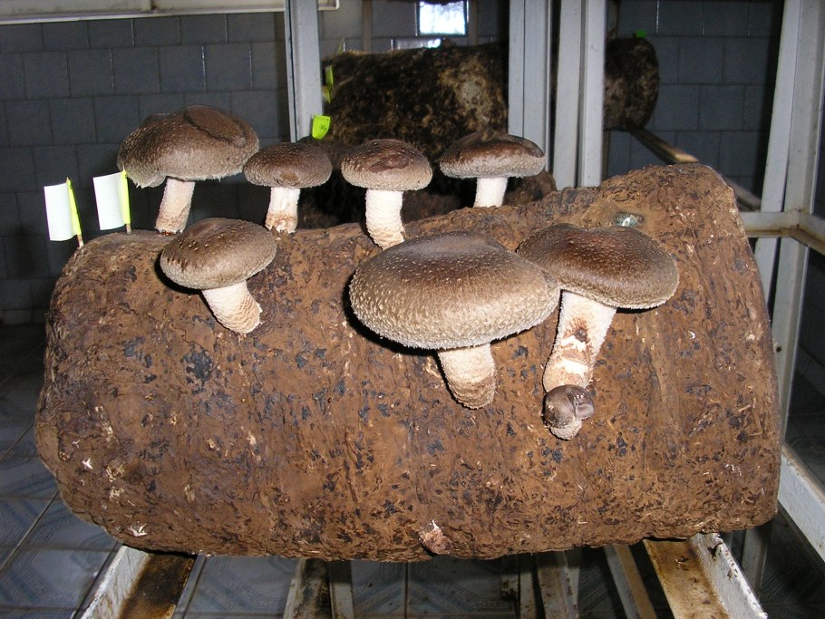 Portobello Mushroom