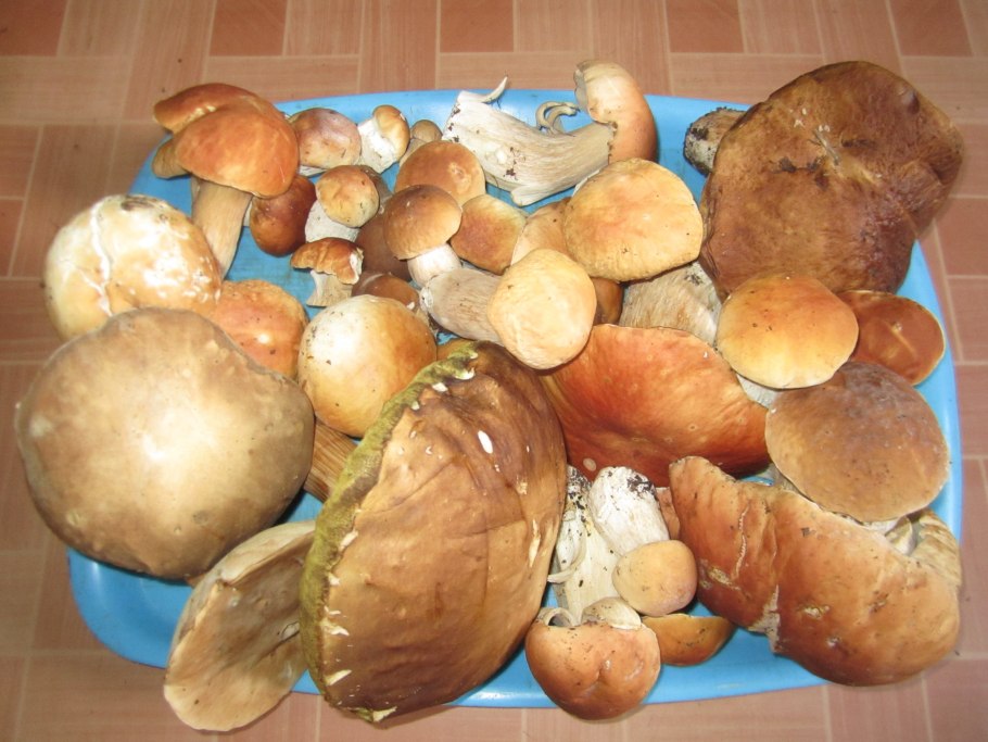 Прицеп с белыми грибами