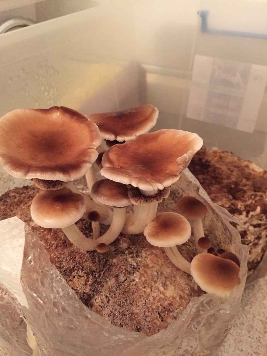 Nova funghi фото