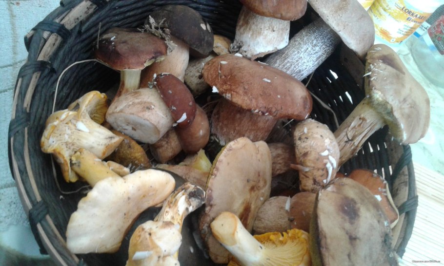 Грибы на участке