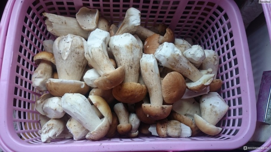 Мицелий шиитаке