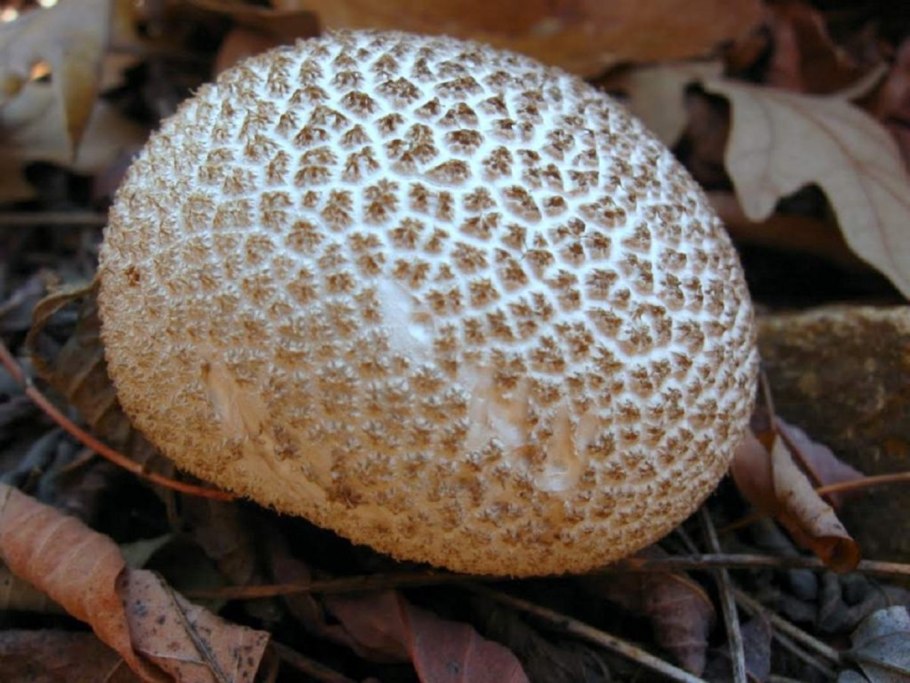 Дождевик Lycoperdon pyriforme