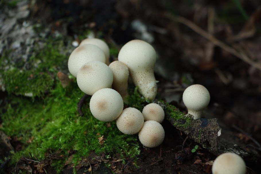 Дождевик грушевидный — Lycoperdon pyriforme pers.