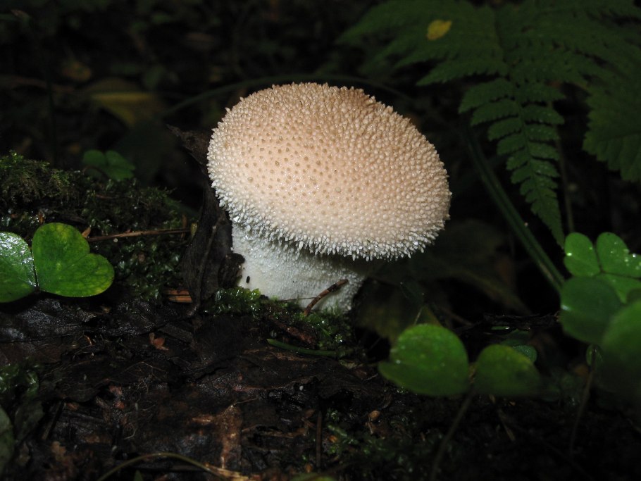 Гриб дождевик гигантский съедобный