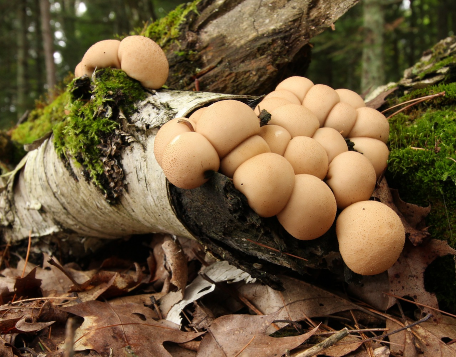 Дождевик гриб