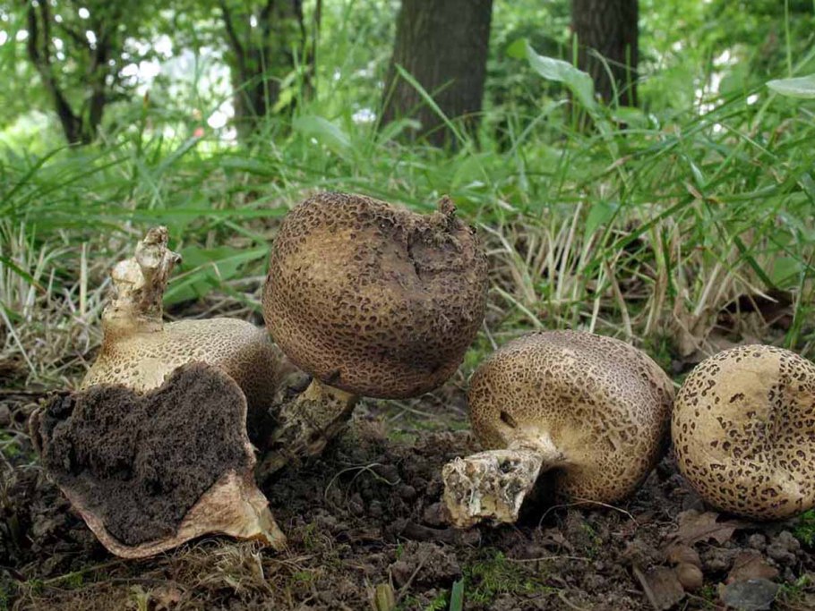 Гриб дождевик Луговой