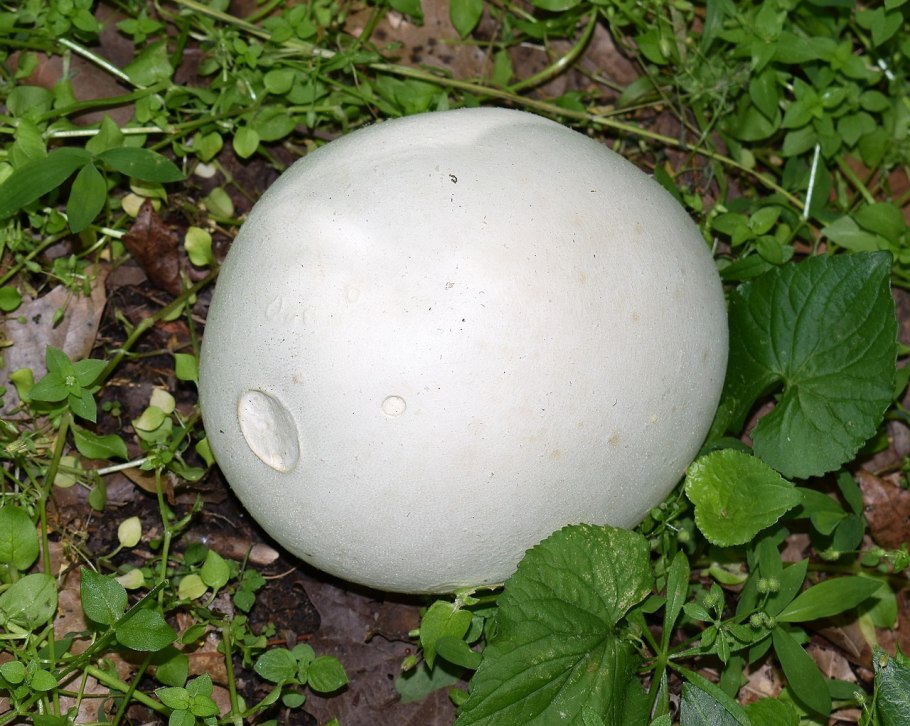 Дождевик шиповатый Lycoperdon perlatum