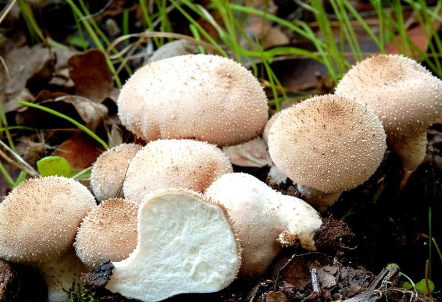 Дождевик шиповатый Lycoperdon perlatum