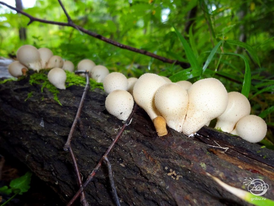 Гриб дождевик Луговой съедобный