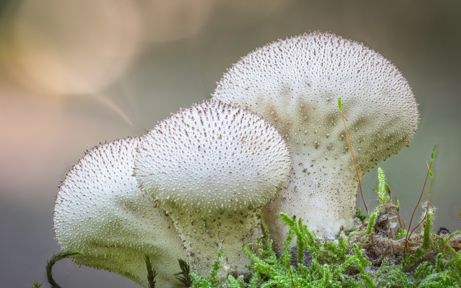 Грибы дождевик (Lycoperdon pyriforme)