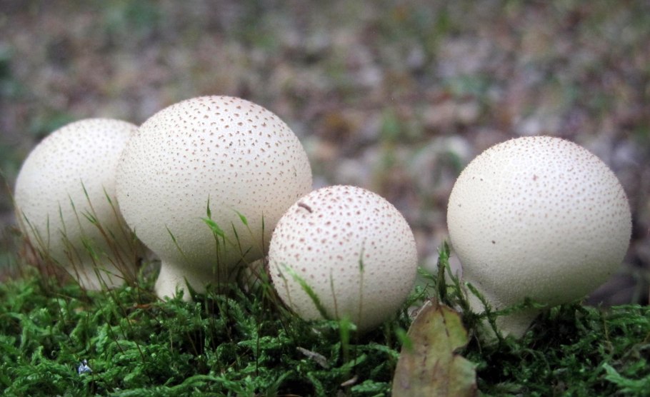 Lycoperdon perlatum